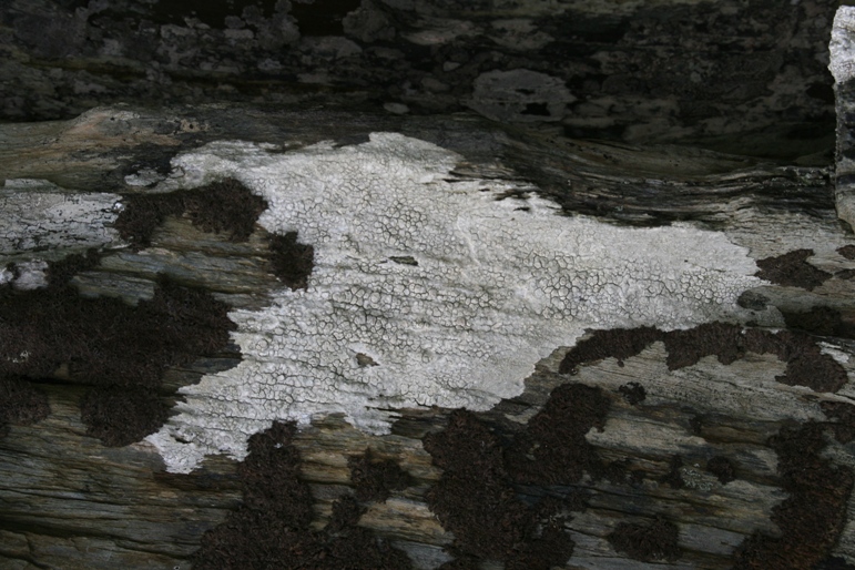 white lichen